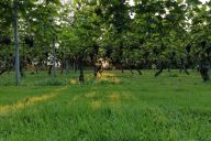 Kilde: holmegaardwine.dk