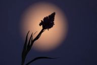 Kilde: darkskyparkmoen.dk