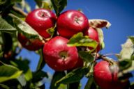 Kilde: frugtfestival.dk